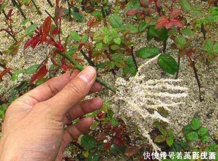 枝条|家家都有的“生根水”，不花1分钱，扦插花卉7天生白根，特好用！