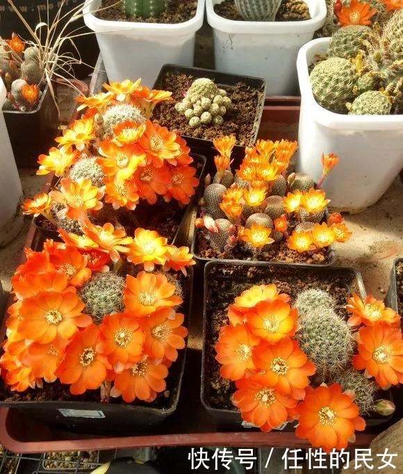 仙人球不开花,3个方面得改善,做好了以后花苞直冒,爆满盆