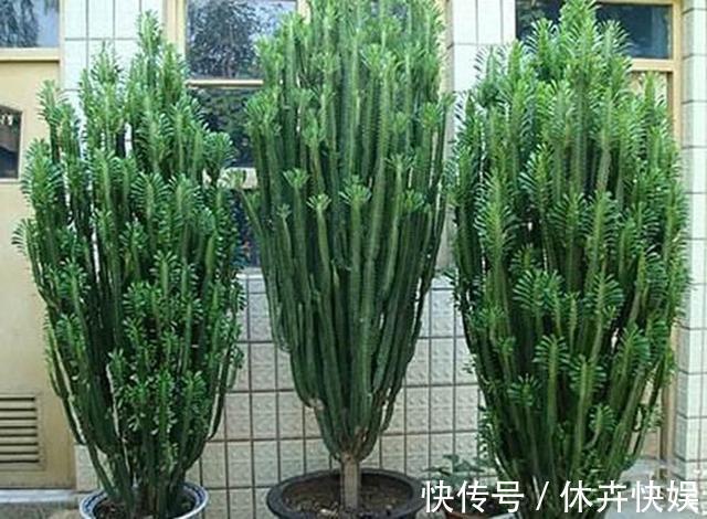 龙骨剪个叉，沾土就生根，长到“比人高”，放在门口最镇宅