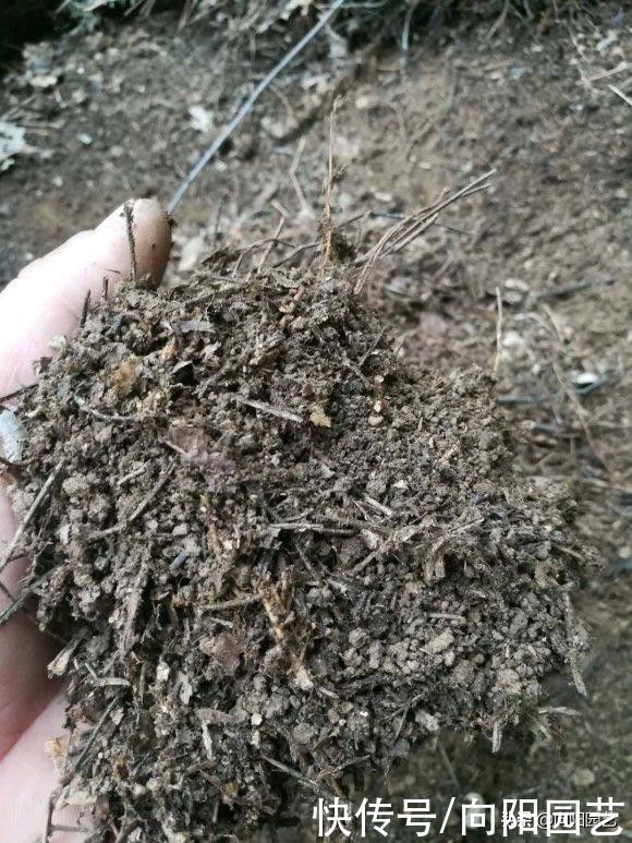 立春过后养花，自己学会配土，有机质含量高，种月季很好用