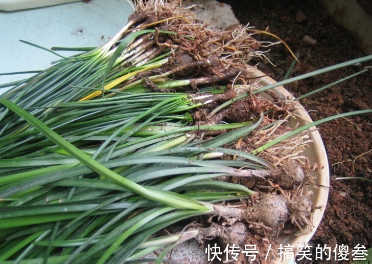 这九种花，随便扔土里，就能长成一片，开花不断