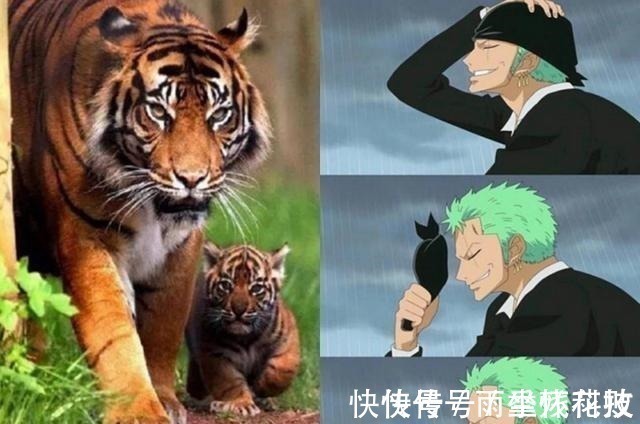 动漫|角色的动物“原型”,“猴路飞”没争议,动物版“娜美”最可爱