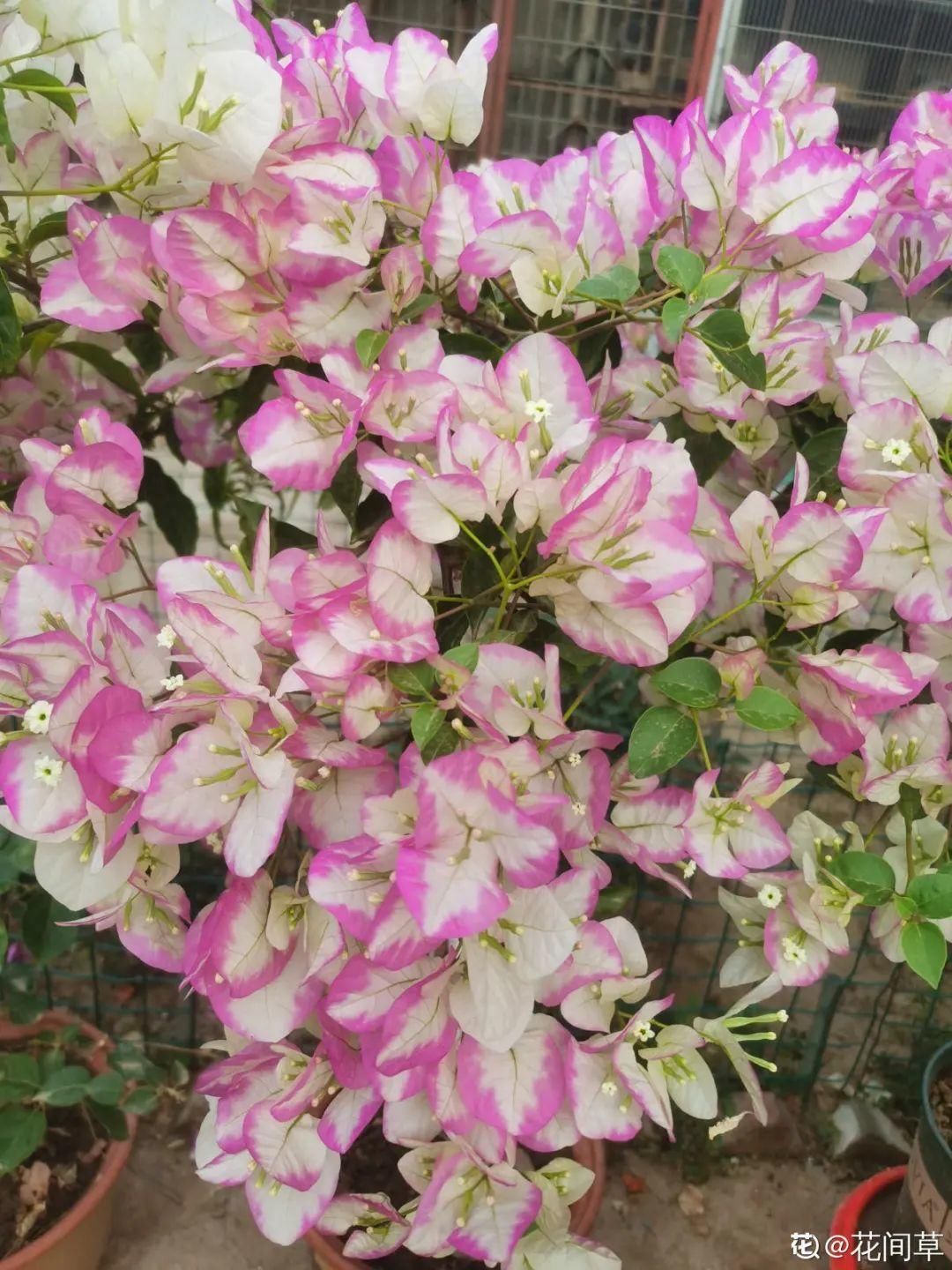 棒棒糖|从养花大神家，偷来3个爆花技巧，快学，24小时后删