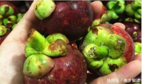 采摘|山竹为啥卖那么贵看了它的采摘过程,才知道贵有贵的道理