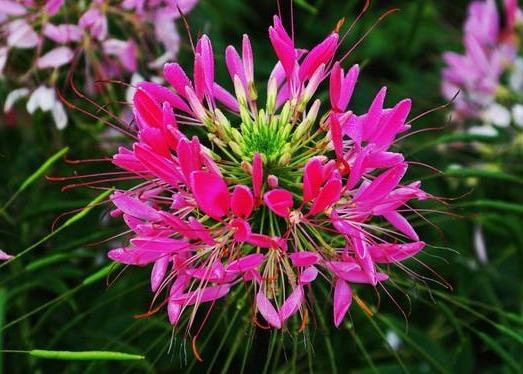 这花“新奇”,花开似球,又似蝴蝶飞舞,比菊花有趣,花开90天