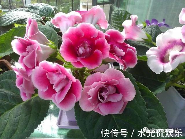 浸盆法|1种花超耐阴,一点散光就爆盆,花一开就是200多天!