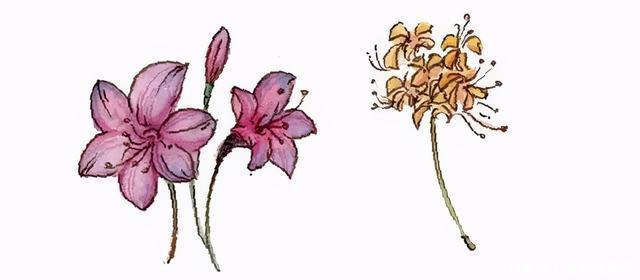 彼岸花如此美艳，却被日本人视为幽冥之花，深扒它的前世今生