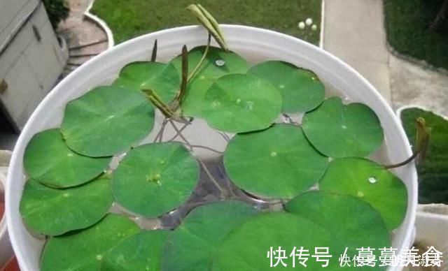 下雨天|下雨天，这3种花别着急搬回家，喝点“雨水”长得快，越淋越壮实