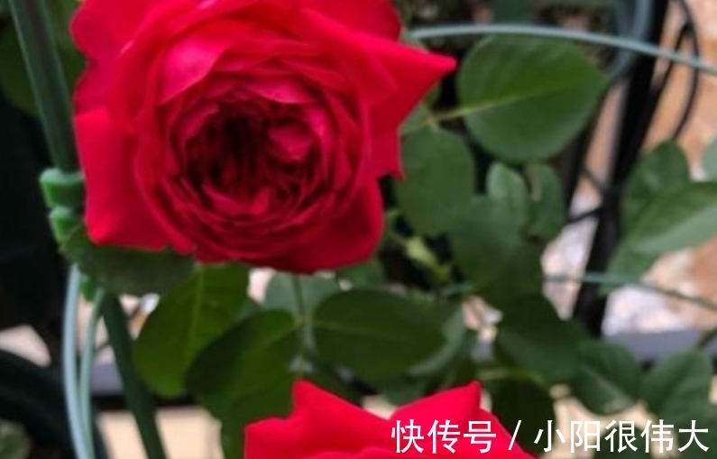 天后|8天后,不思量,自难忘,旧爱知心意,走过考验,爱你不变