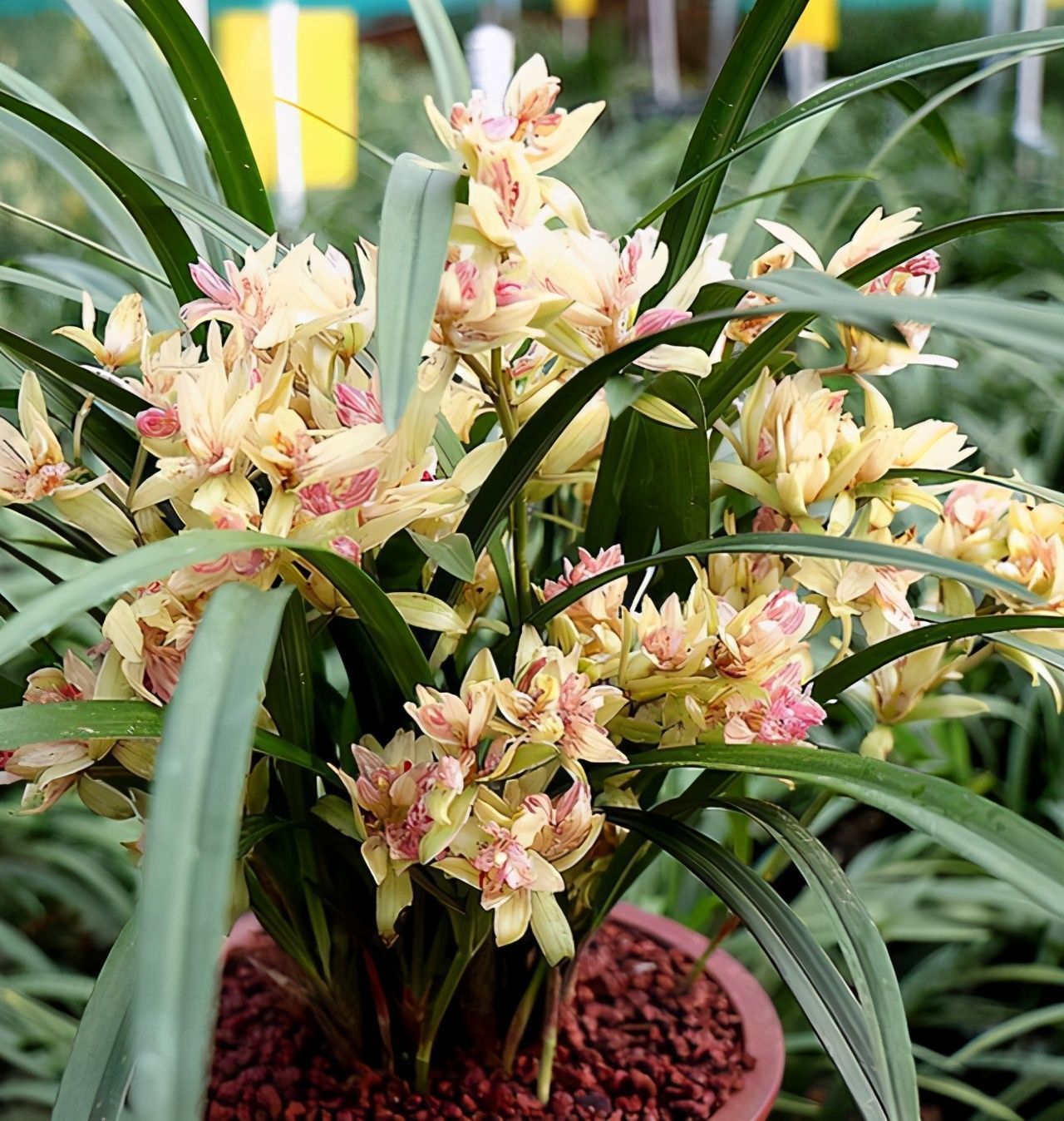 月季茶花看够了?养上这种兰花,自带仙气有奇香,一年开花多次