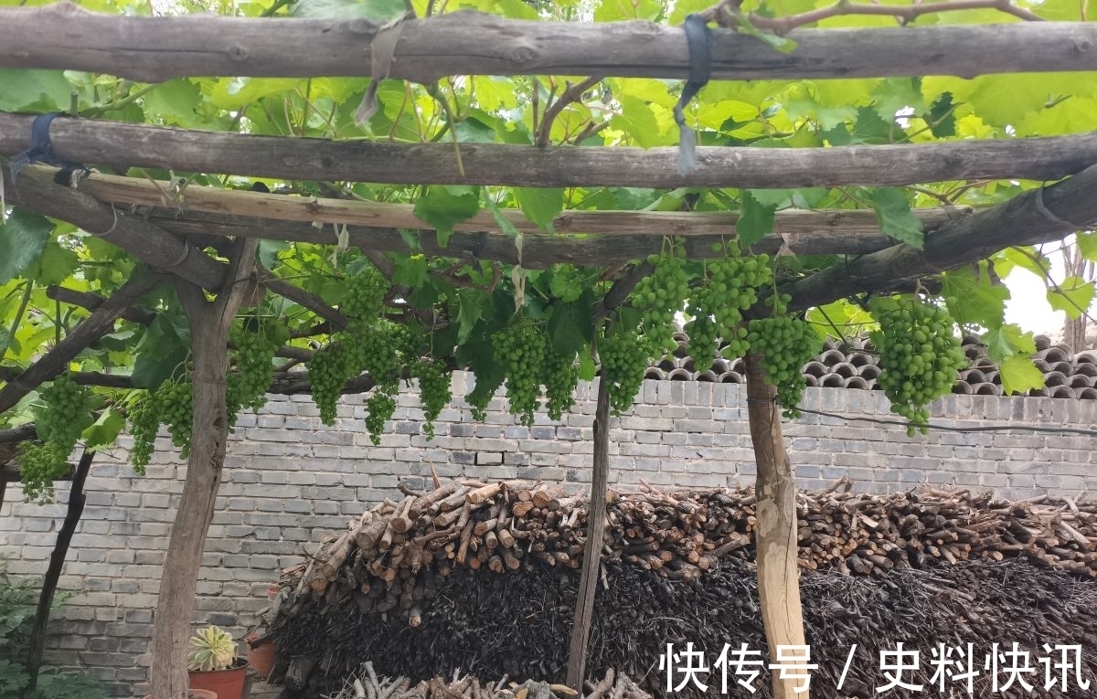 农村没人住的小平房,8万块钱就能买下来,拿来养花正好