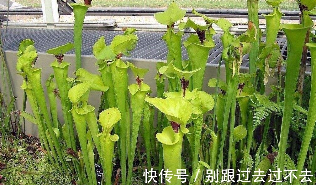 世界上最具诱惑力的植物,人美心甜的瓶子草为何这么美?