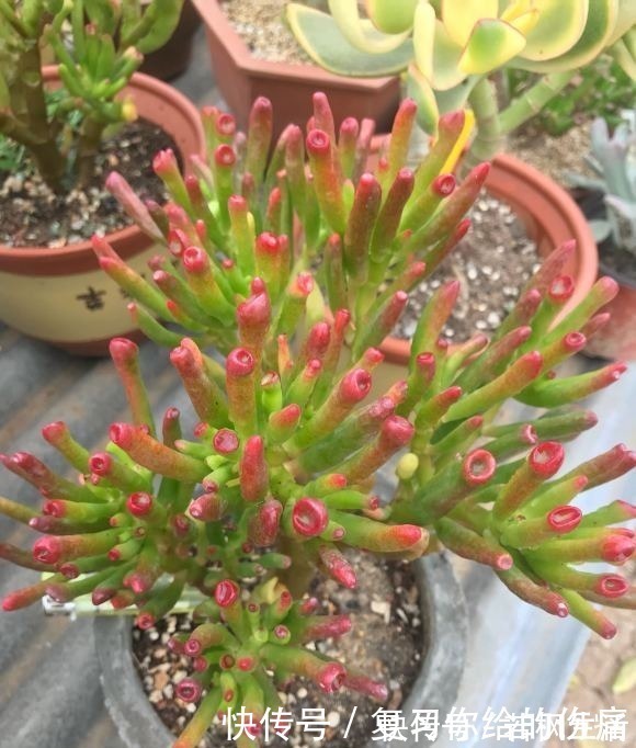 能“吸财”的多肉,养盆吸财树,肥水不要少,半年养到手臂粗
