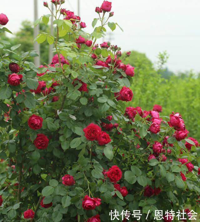 全年开花，花美又香甜，花量巨大，好养的盆栽，耐寒耐热不生病