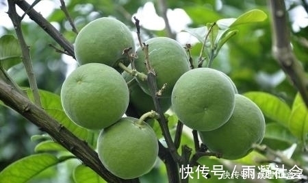 风寒咳嗽|冬天喉咙干痒咳嗽,莫慌!多用此物泡水喝,润喉防咳嗽,谁喝谁好