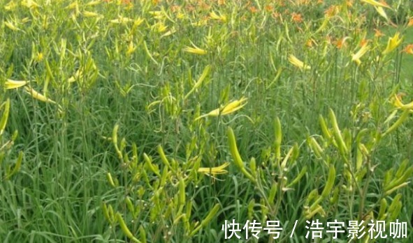 代森锰锌|黄花菜防治失眠、清热解毒，农民如何收获高产的黄花菜，只需四点