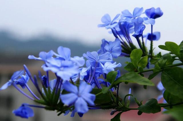 养殖|炎炎夏日独享一份孤独之美,蓝雪花养殖技巧