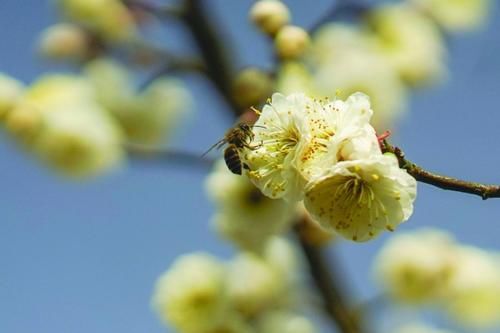 中薪|青年报:梅香来，春意动