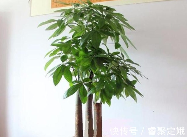 金钱树|这三种花草不适合在阳台养，它们惧怕阳光，可千万别大意了