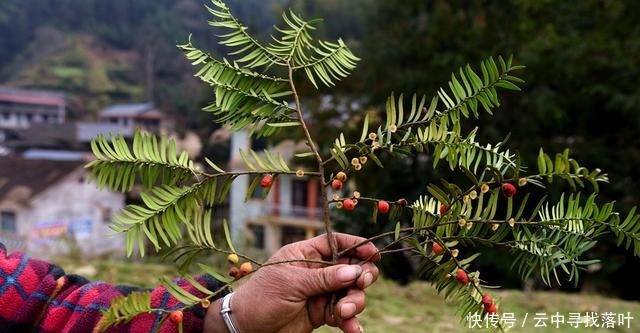 湖南邵阳绥宁一棵百年红豆杉，结满果实，当地人称为“一树红”