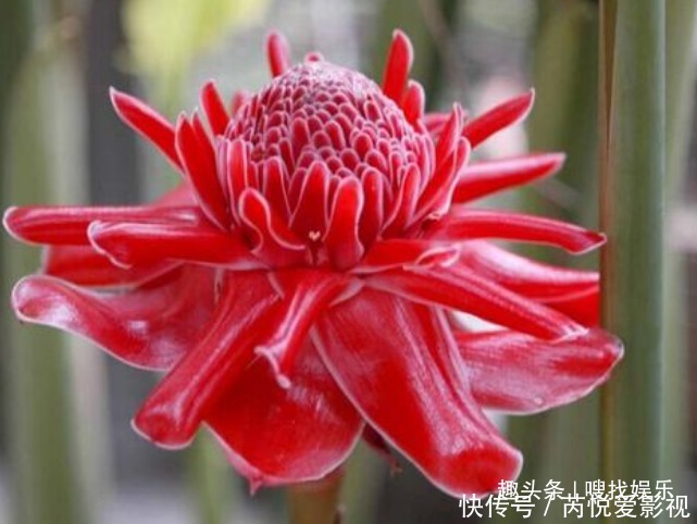 热情开朗的花语的花 热情开朗的花语的花