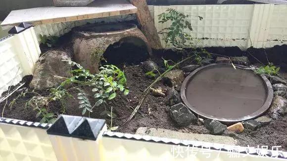 土土质|竹林下的1种土,是养花“极品土”,掺在盆里,啥花都能长得旺!