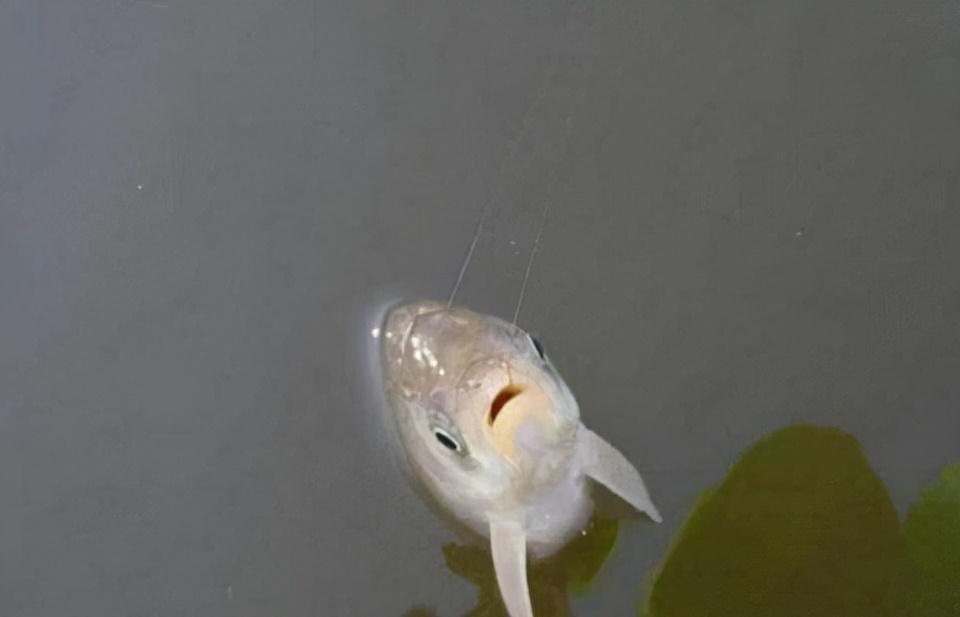 钓组的主线和子线,搭配起来并不难,参照这几条,保证不切线