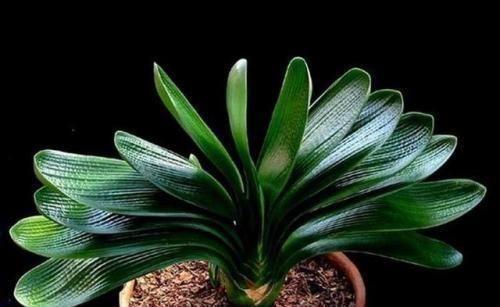 7月份之后,养护君子兰不能犯这“四个错误”,否则烂根又烂叶