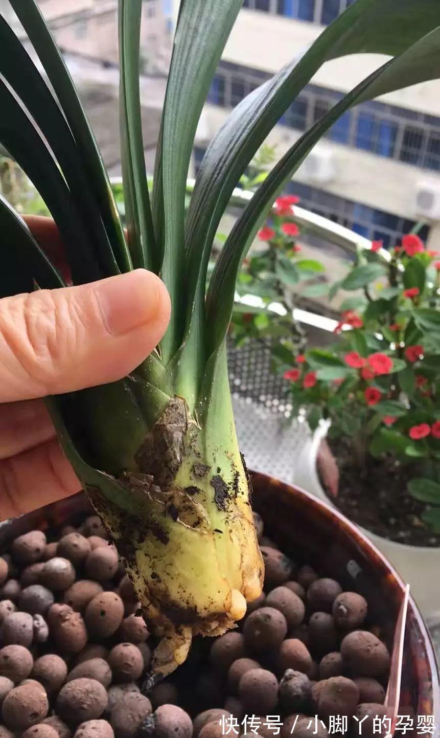 小心养护的君子兰,轻轻一提,发现根全没了,咋回事