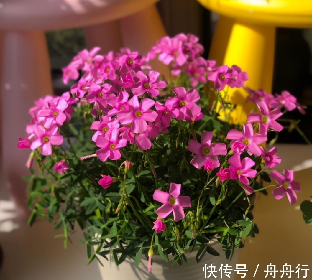 淘米水、牛奶、果皮等“废料”可以当花肥,但是养花大神很少用