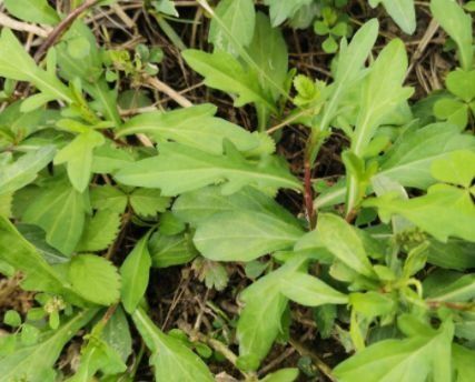 长得像金花似泥鳅,犹如折耳根一样,家乡遇见请重视