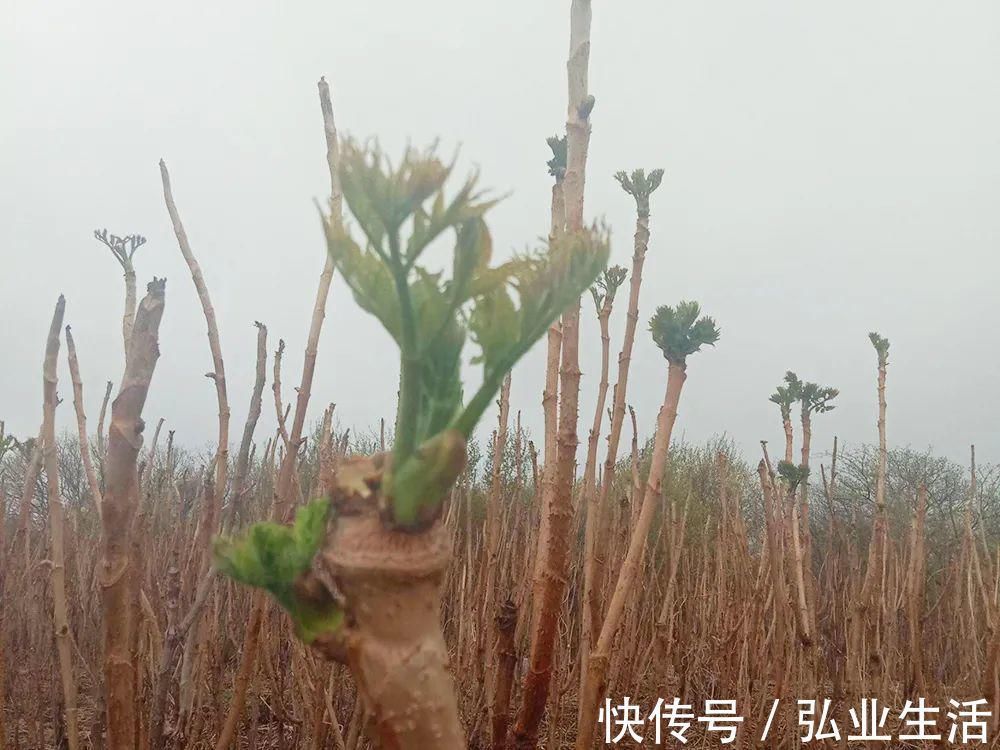 刺老芽|此树满身刺，但树芽却是极品野菜，营养不输人参，出口80元一斤