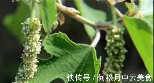 江南人|60种常见野菜,高清大图,收集全了真不容易!