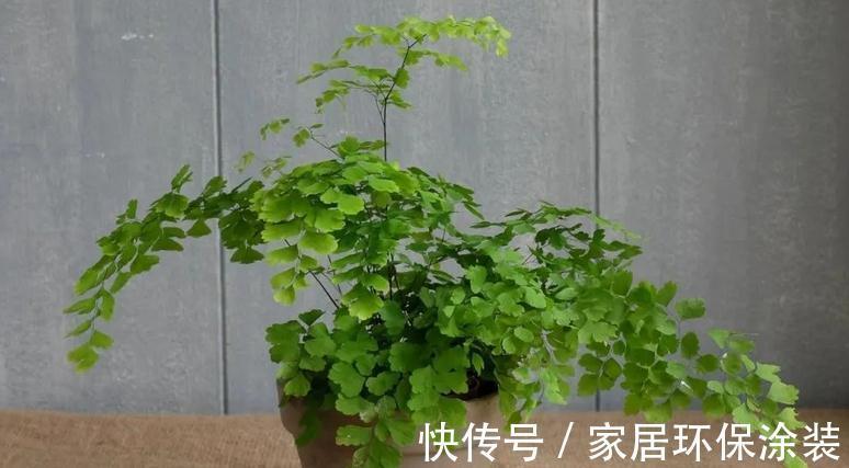 这4种植物真喜水，居家盆栽不用“特意”控水