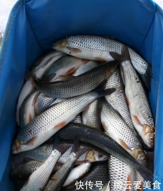 凶猛梭鲈鱼入侵山东多地,临沂钓鱼人:钓了几条,以为是鳜鱼