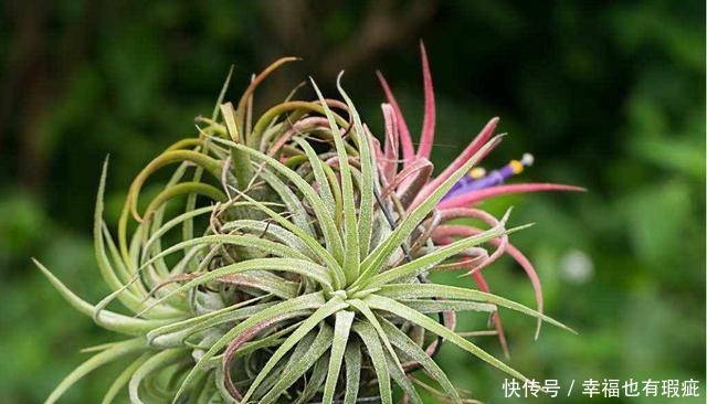 爆盆|养花就养盆好养的,不用操心就爆盆,适合新手来养护,漂亮极了