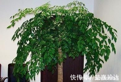 爆盆|“耐干旱”的3种花,即使40天不浇水,一样“爆盆”,生长快!