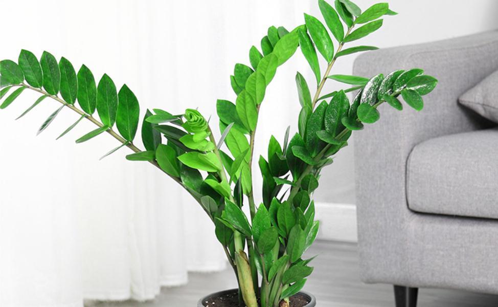 金钱树|金钱树冬天怎么养?2个重点要了解,避免黄叶掉叶,茎杆黑腐