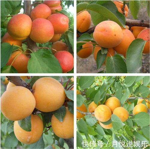 猕猴桃|不骗你,路上碰见这种树苗,多挖几颗回家种,来年就换宝马