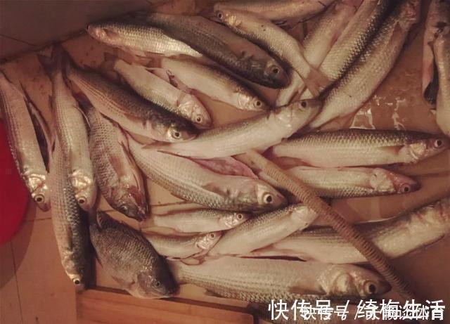 外来|珠江“白草鱼”泛滥,钓友爆护后担忧不已:会不会又是外来物种?