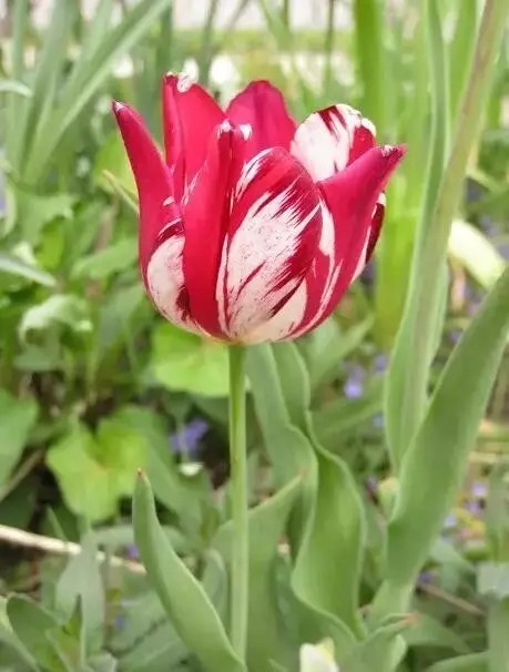 名贵植物排行,令人大开眼界!