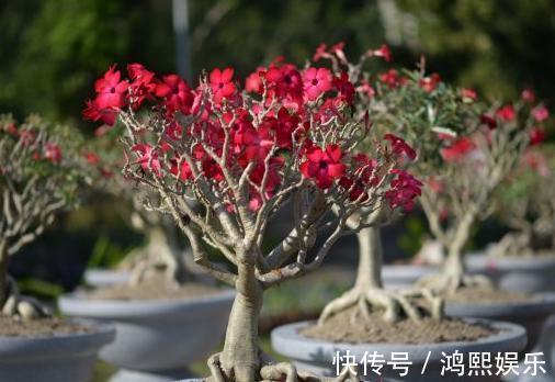 小齐|沙漠玫瑰叶子掉光了怎么办从3点入手，让它快速长叶开满花