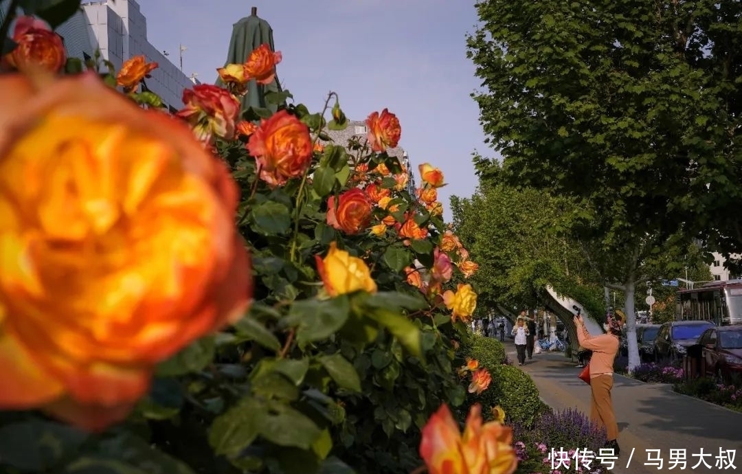 草桥|彩虹花带绽放丰台花乡草桥