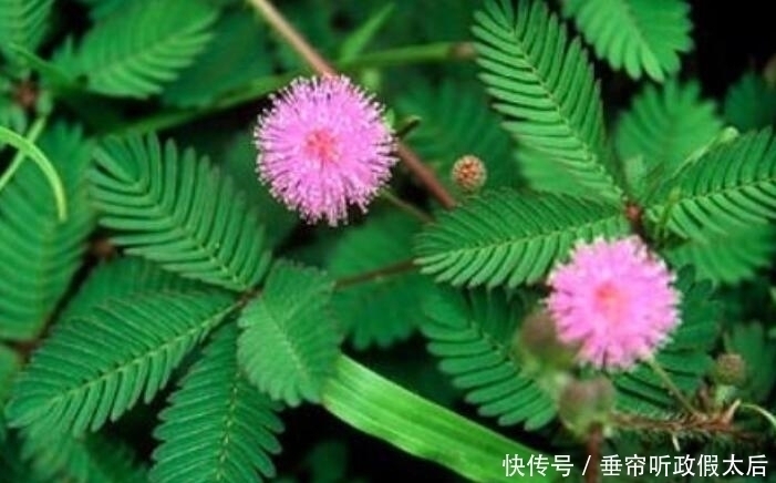 生肖鼠|什么属相养什么“花”,一看就明白,看看你养对了吗