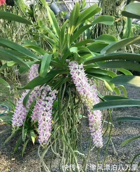花姿|6种兰花爱开花，一开就变成“花瀑布”，太美了！
