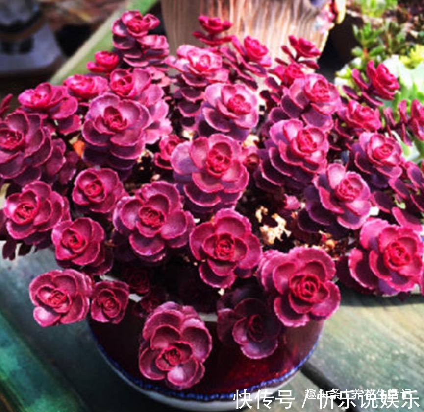 小球|养多肉小球玫瑰,做好关键环节,小玫瑰不断萌发,红红哒很好看!