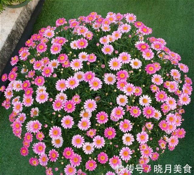 适合封闭阳台养的5种花,抗病性强,超容易开爆盆