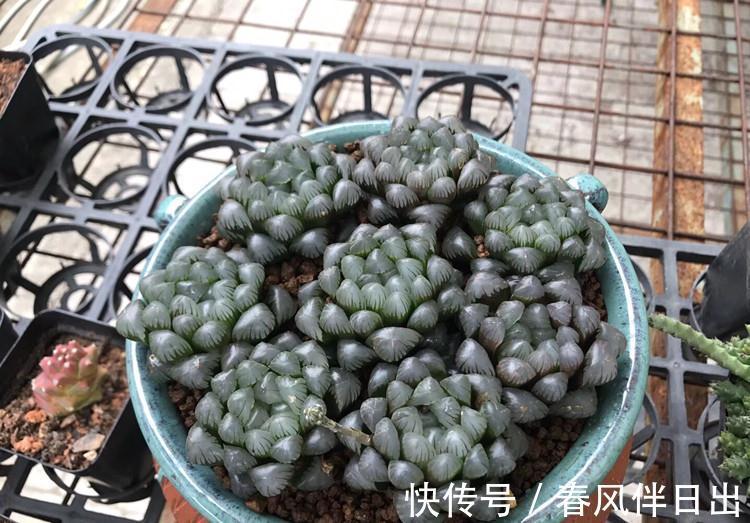 最受欢迎的六种多肉，看看你家养了几种