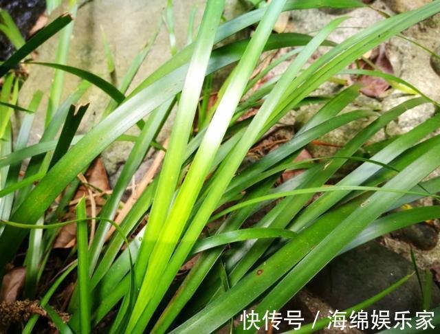 此种绿植叶片比香水还香,放浴室清除异味效果好,管理相当省心