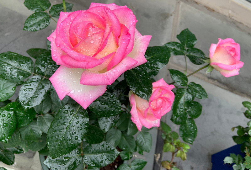 法国玫兰国际公司|世界最美月季之一，花型完美，香气四溢，多季节开花，盆栽也可以
